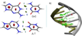 Fig-dna.png